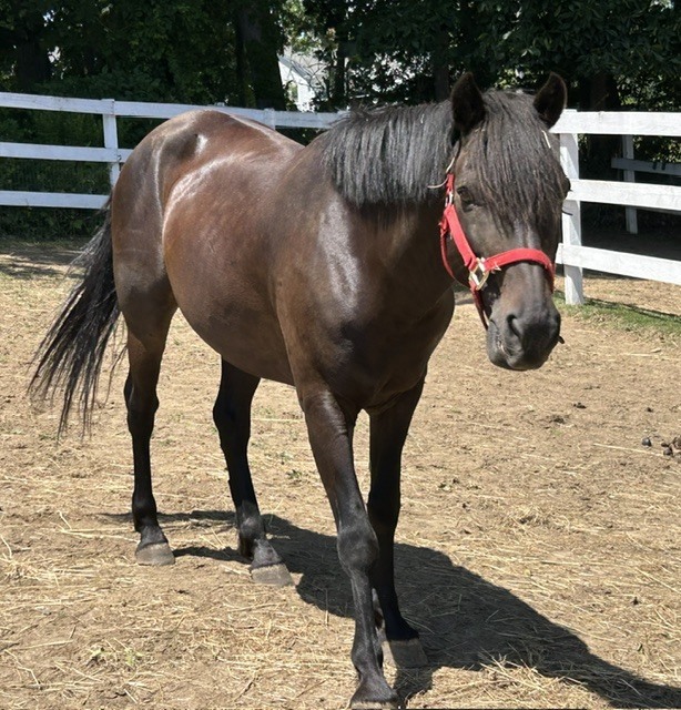 Odie, 10yo Mustang gelding, 14.2hh