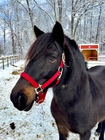 Odie, 10yo Mustang gelding, 14.2hh