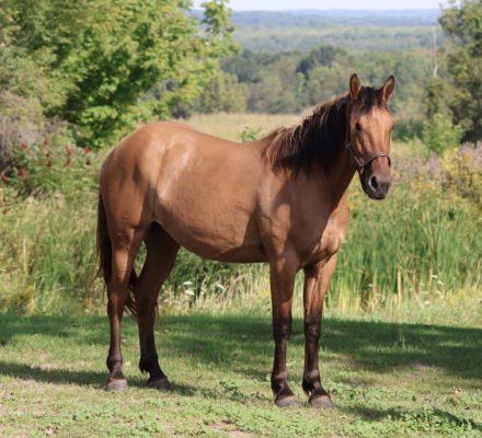 Omaha, 3yo Fjord Draft Horse Cross mare, 15.0hh