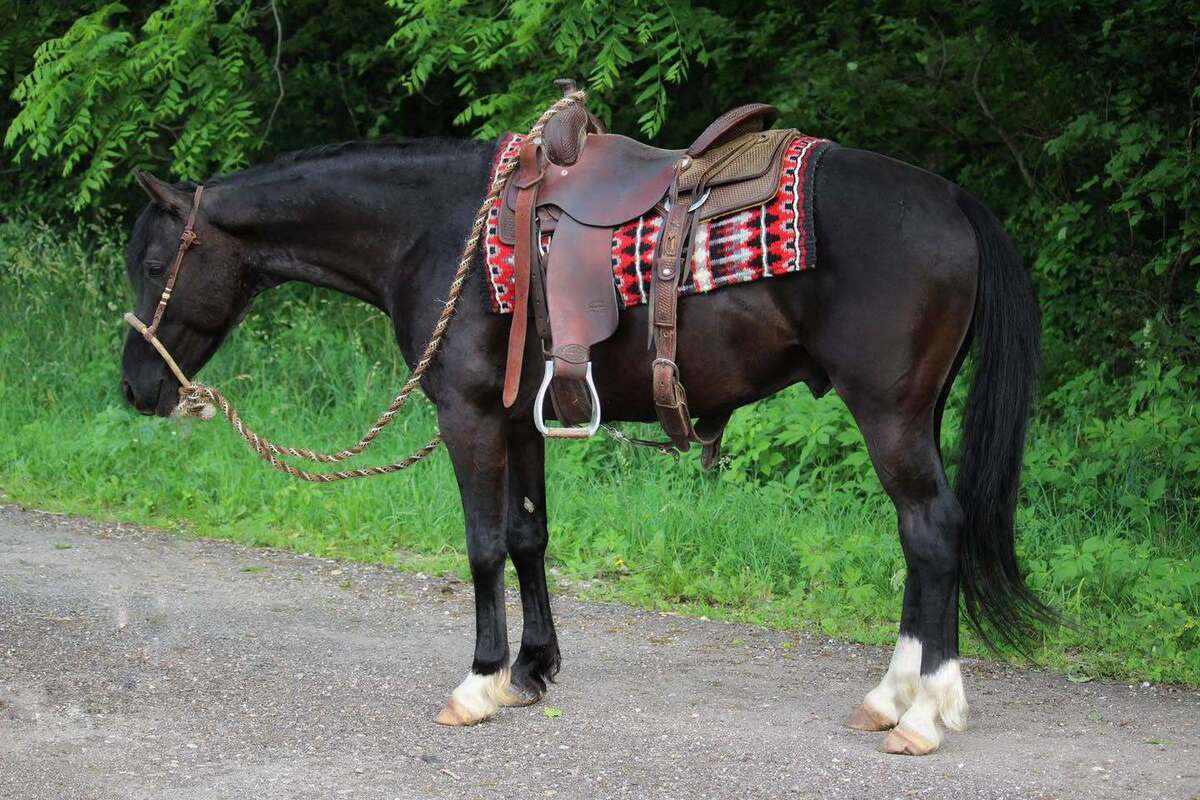 West, 4yo American Quarter Horse gelding, 14.0hh