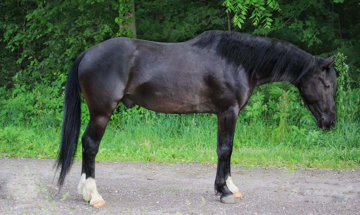 West, 4yo American Quarter Horse gelding, 14.0hh