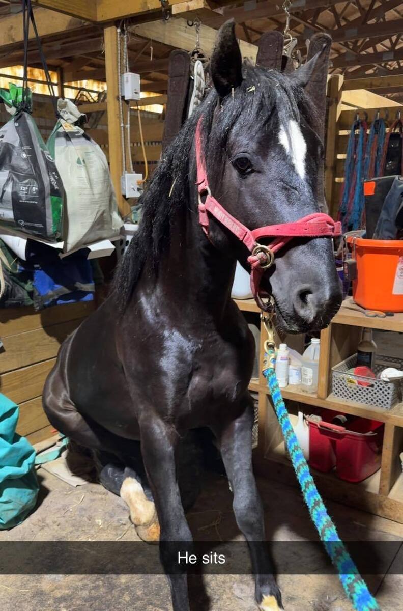 West, 4yo American Quarter Horse gelding, 14.0hh