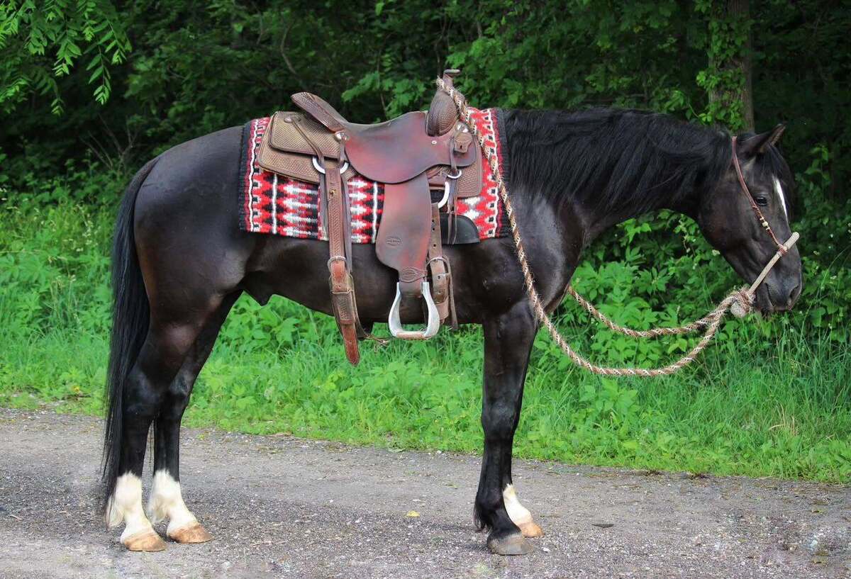 West, 4yo American Quarter Horse gelding, 14.0hh