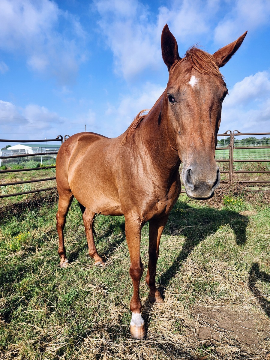Red, 20yo mare, 15.2hh
