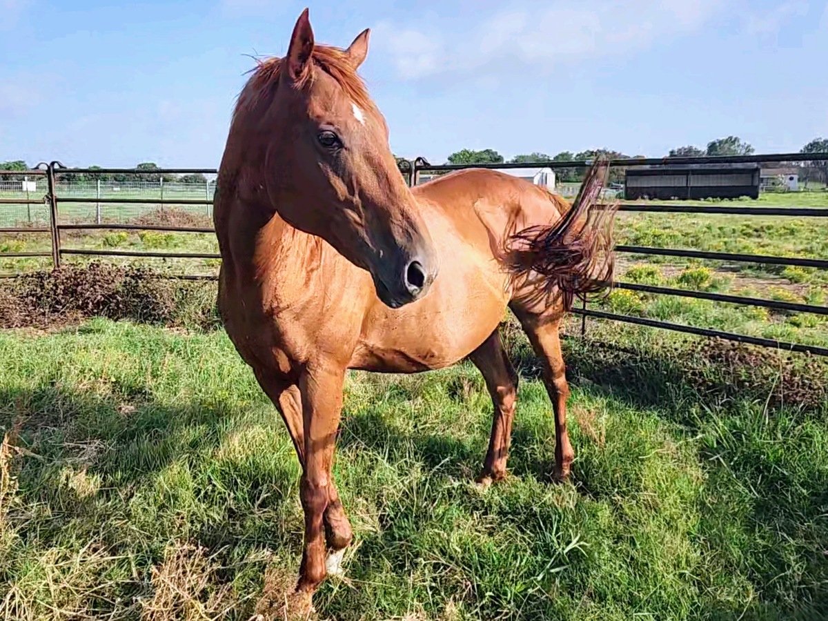 Red, 20yo mare, 15.2hh