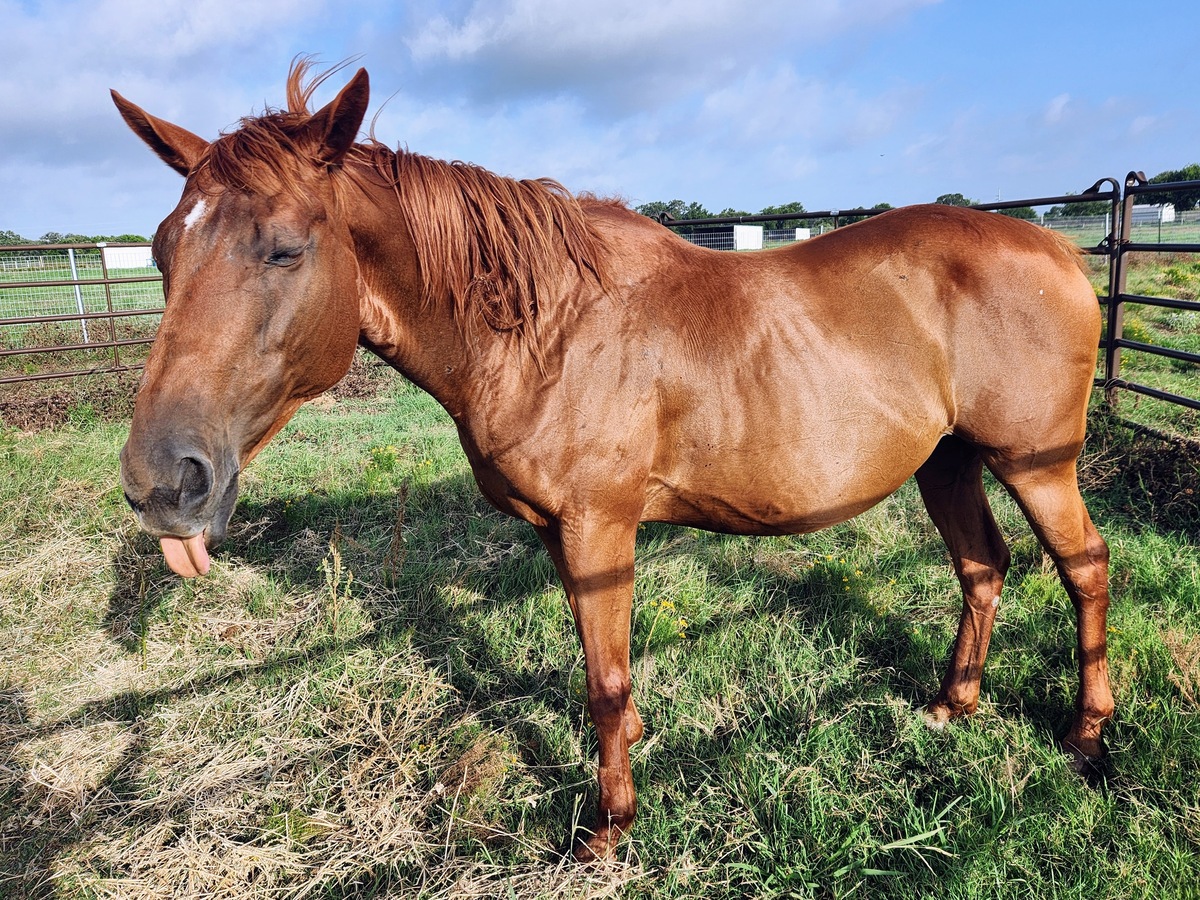 Red, 20yo mare, 15.2hh