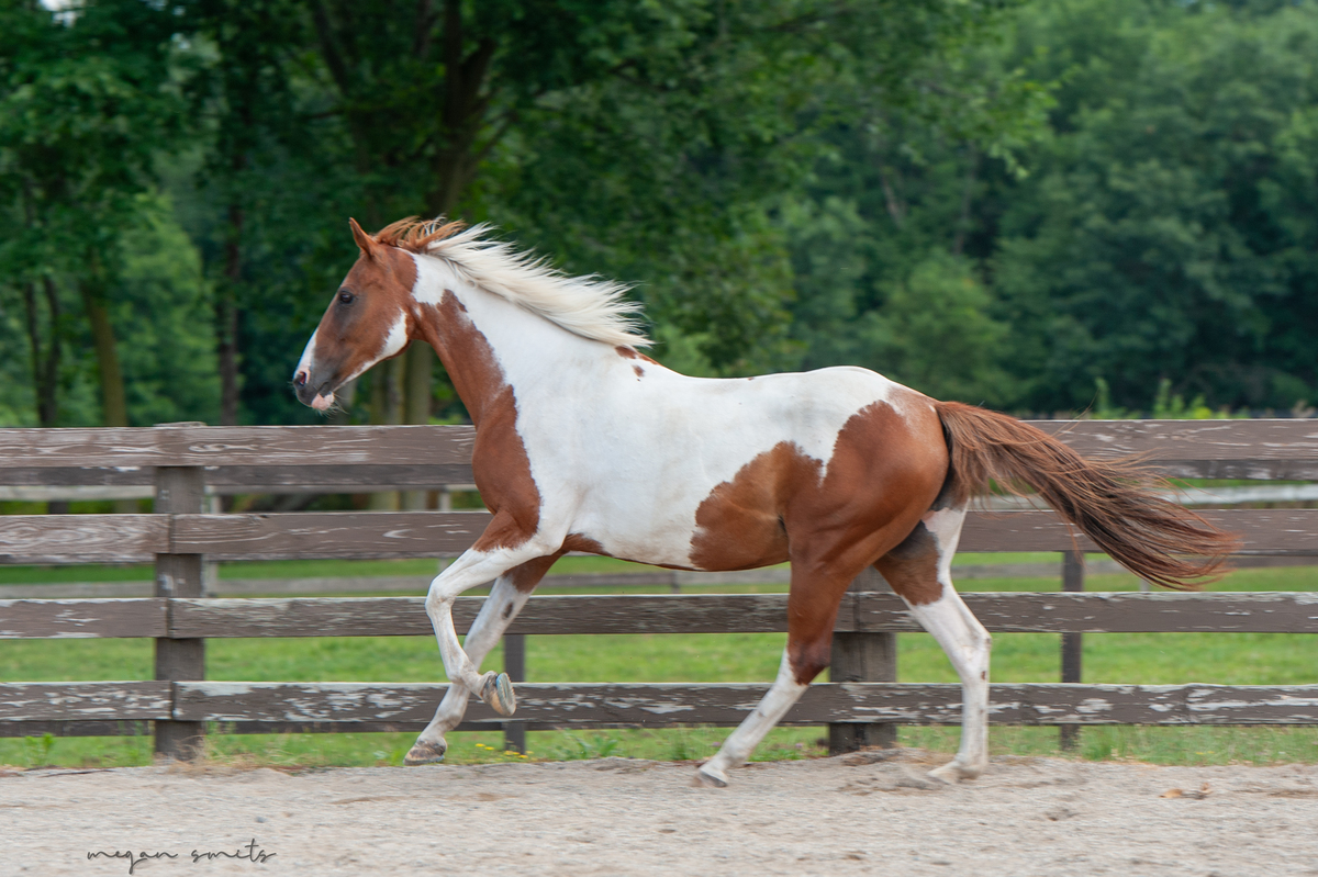 Annie, 15yo American Paint Horse mare, 15.0hh