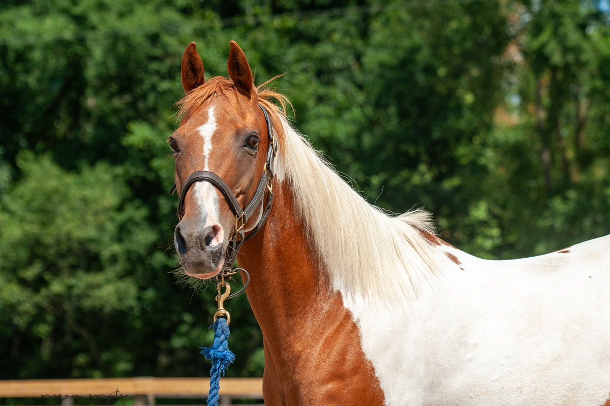 Annie, 15yo American Paint Horse mare, 15.0hh
