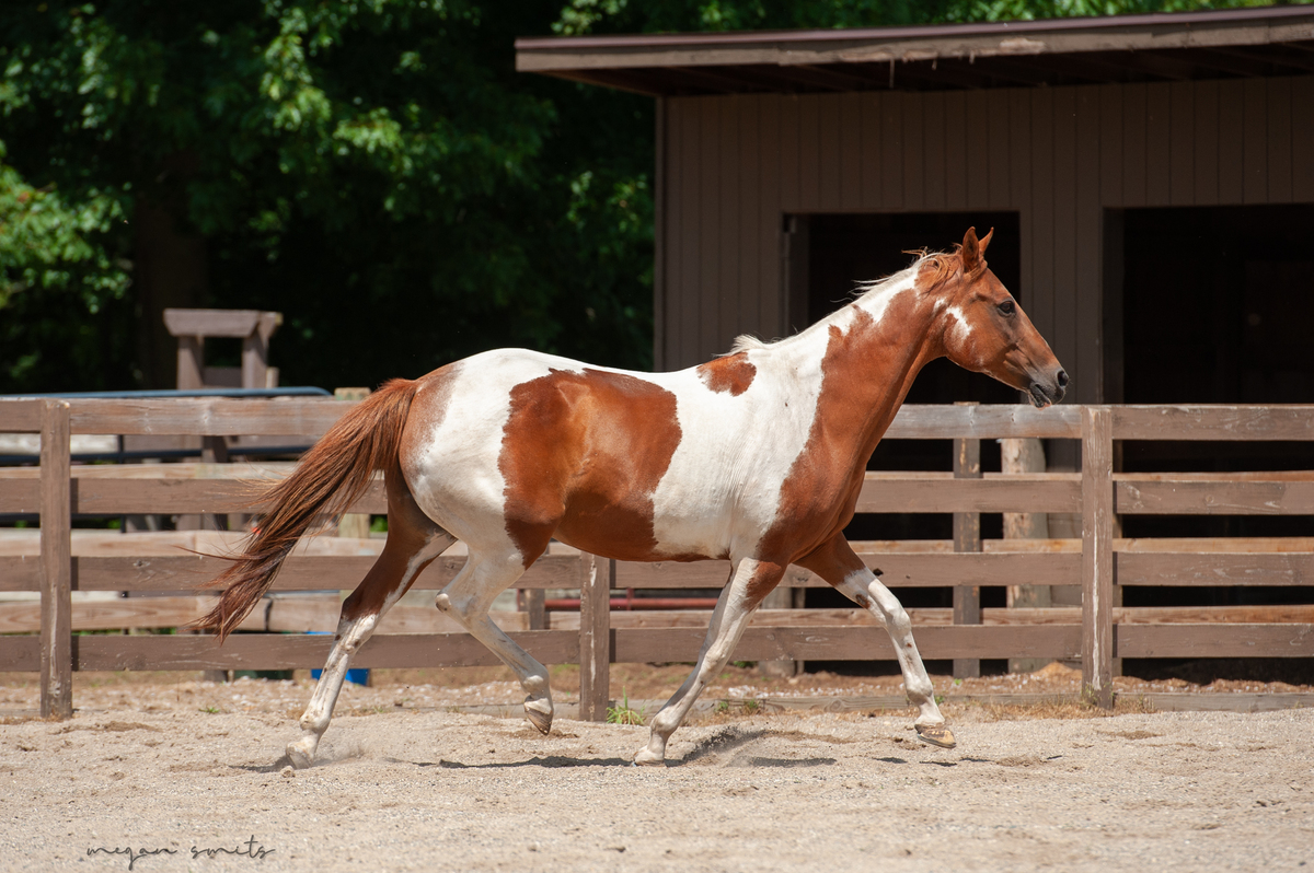 Annie, 15yo American Paint Horse mare, 15.0hh