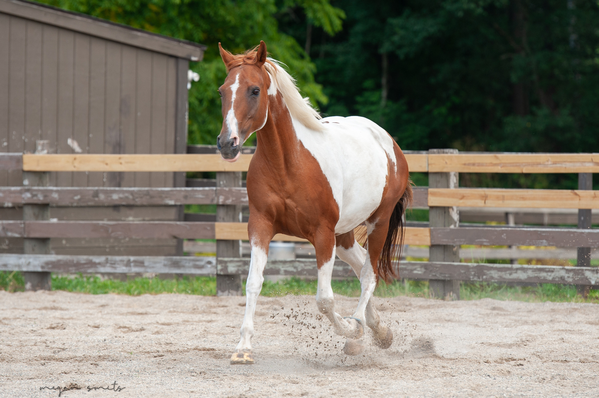 Annie, 15yo American Paint Horse mare, 15.0hh