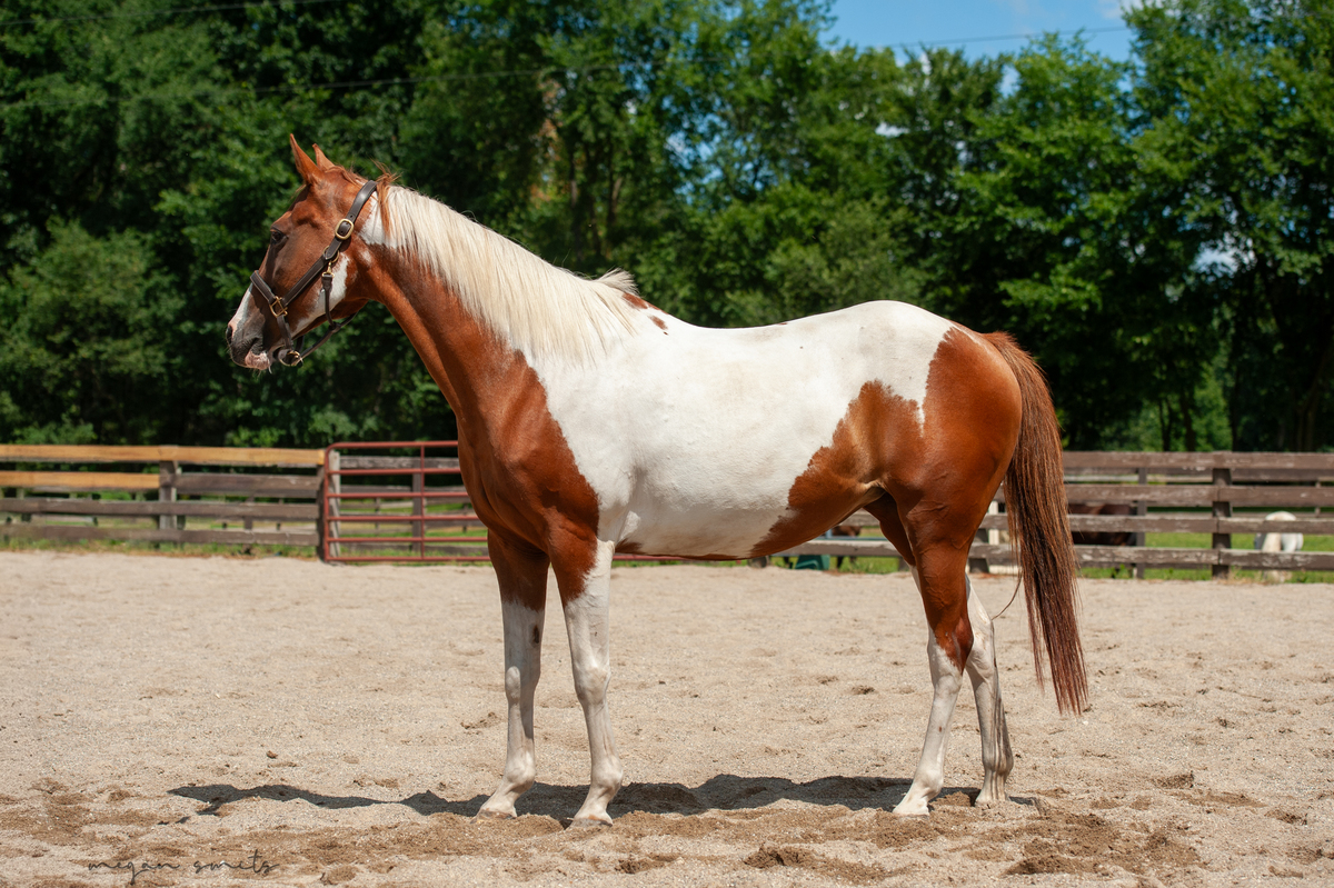 Annie, 15yo American Paint Horse mare, 15.0hh