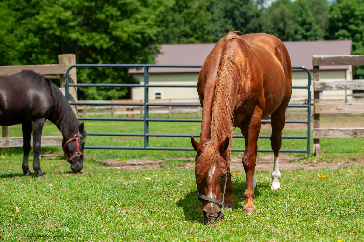 Icon, 25yo American Quarter Horse gelding, 14.3hh