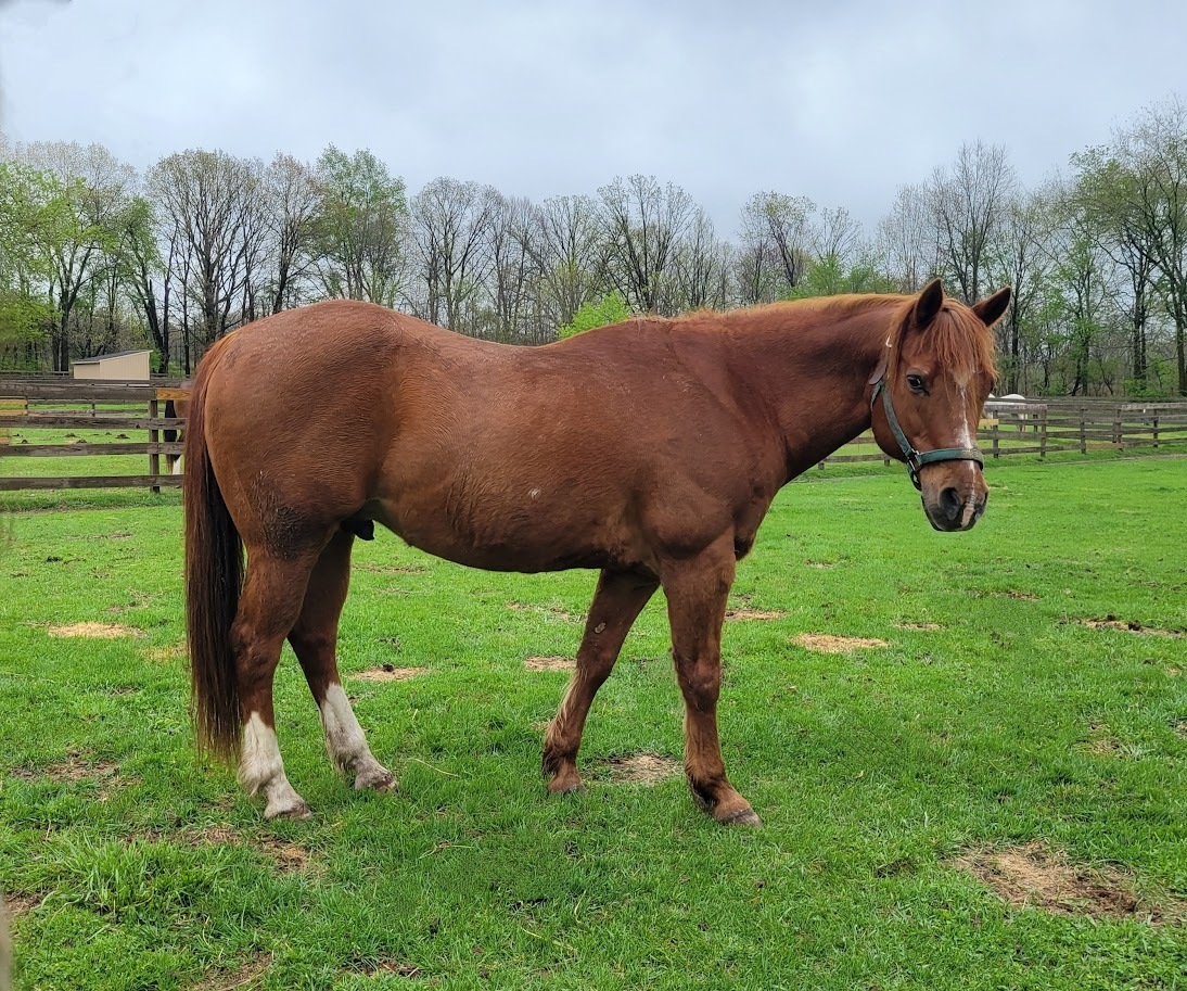 Icon, 25yo American Quarter Horse gelding, 14.3hh