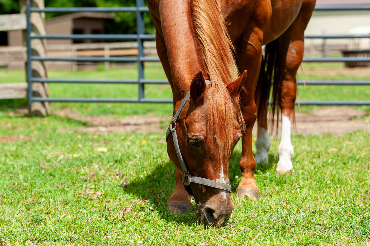 Icon, 25yo American Quarter Horse gelding, 14.3hh
