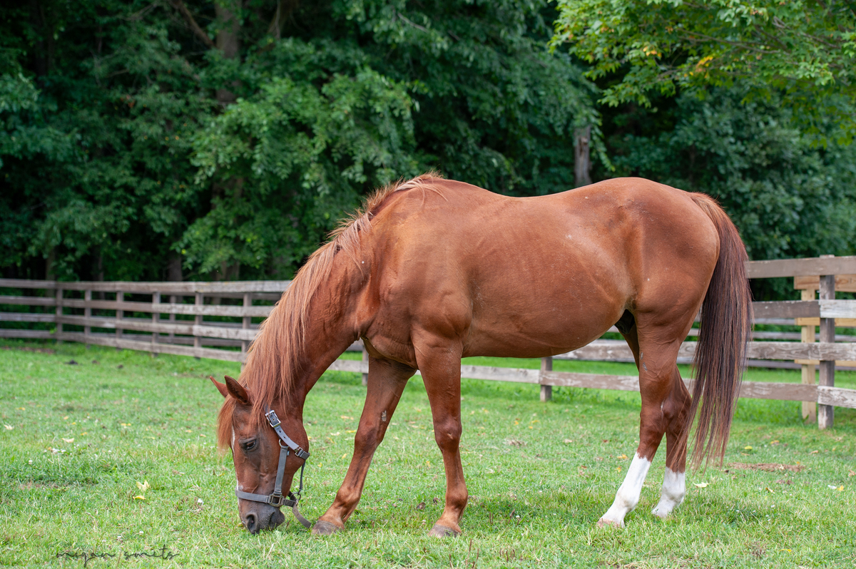 Icon, 25yo American Quarter Horse gelding, 14.3hh