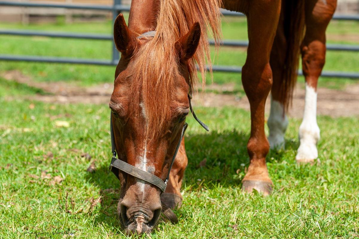 Icon, 25yo American Quarter Horse gelding, 14.3hh
