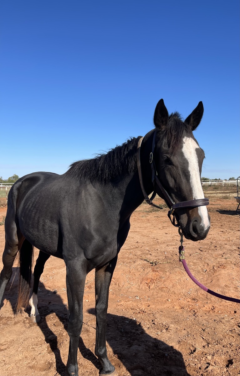 Little Smokey, 3yo Thoroughbred mare, 15.2hh