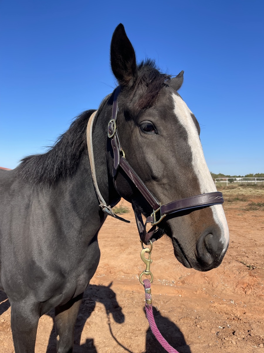 Little Smokey, 3yo Thoroughbred mare, 15.2hh