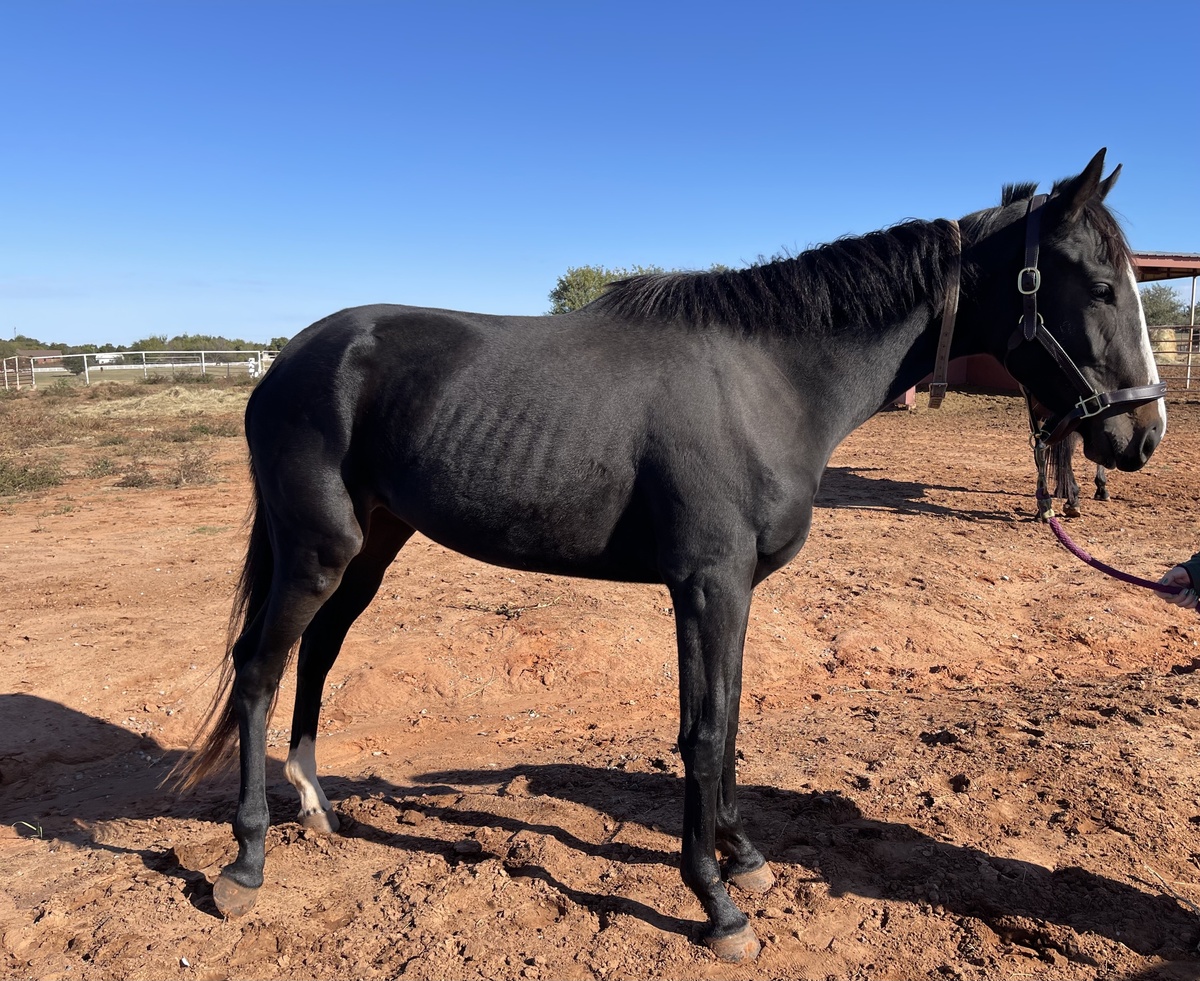 Little Smokey, 3yo Thoroughbred mare, 15.2hh