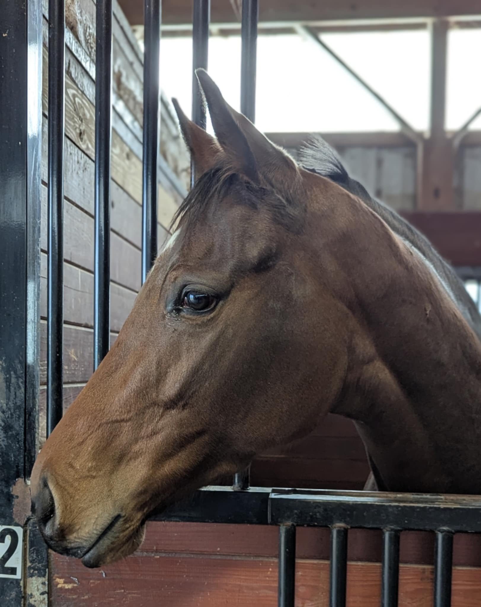 Mybossbaby, 3yo Thoroughbred mare, 15.2hh