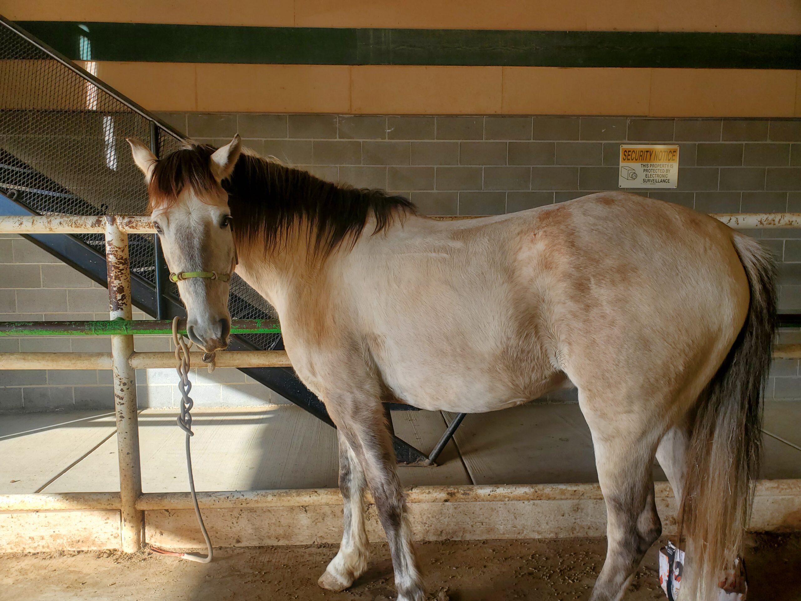 Sundance Rueben, 8yo Andalusian gelding, 15.3hh