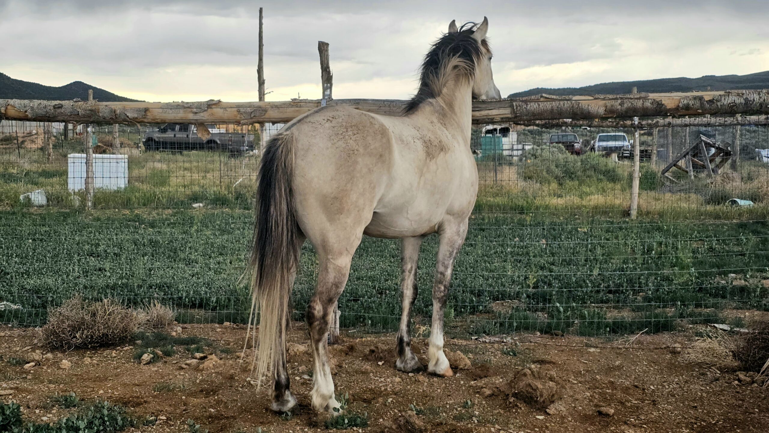 Sundance Rueben, 8yo Andalusian gelding, 15.3hh