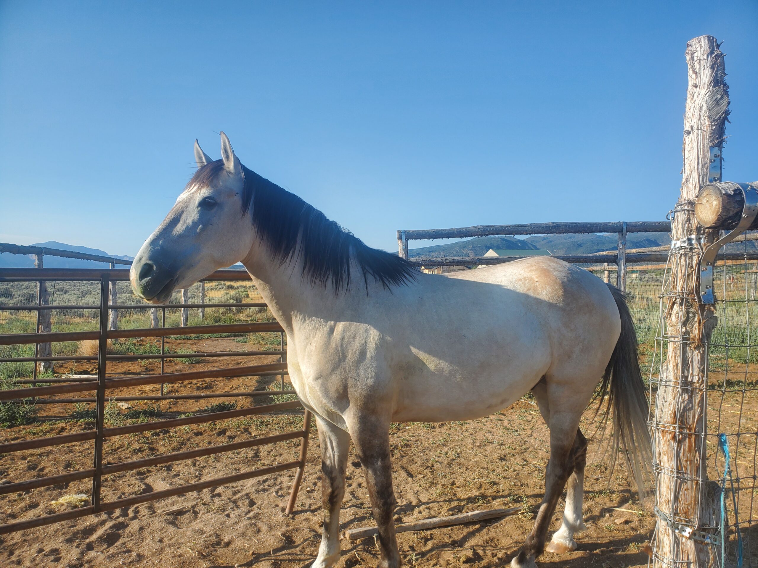 Sundance Rueben, 8yo Andalusian gelding, 15.3hh