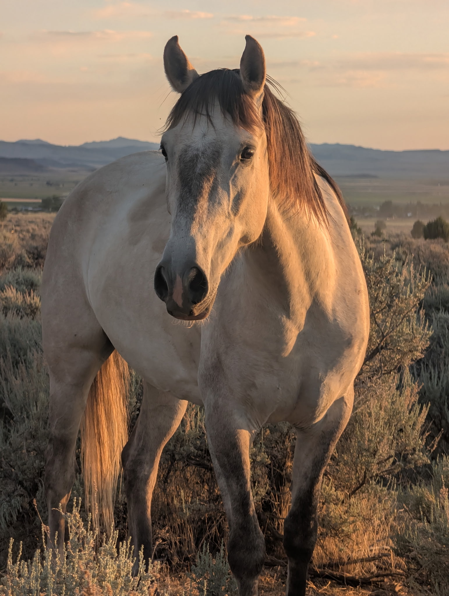 Sundance Rueben, 8yo Andalusian gelding, 15.3hh