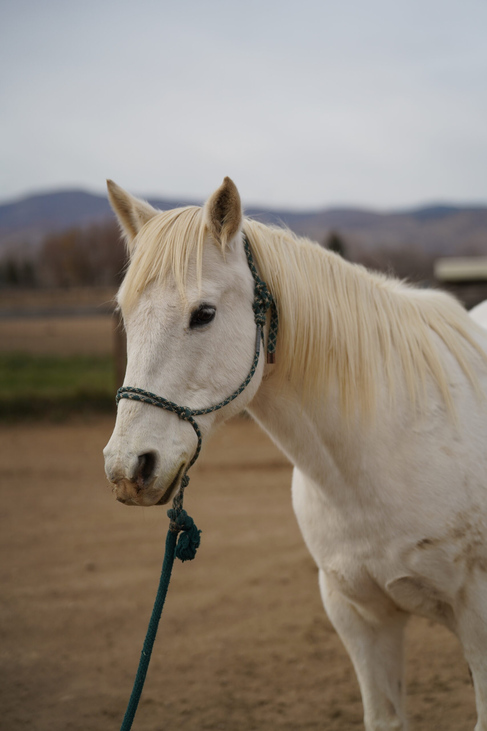 Callie, 23yo Quarter Horse mare, 14.2hh