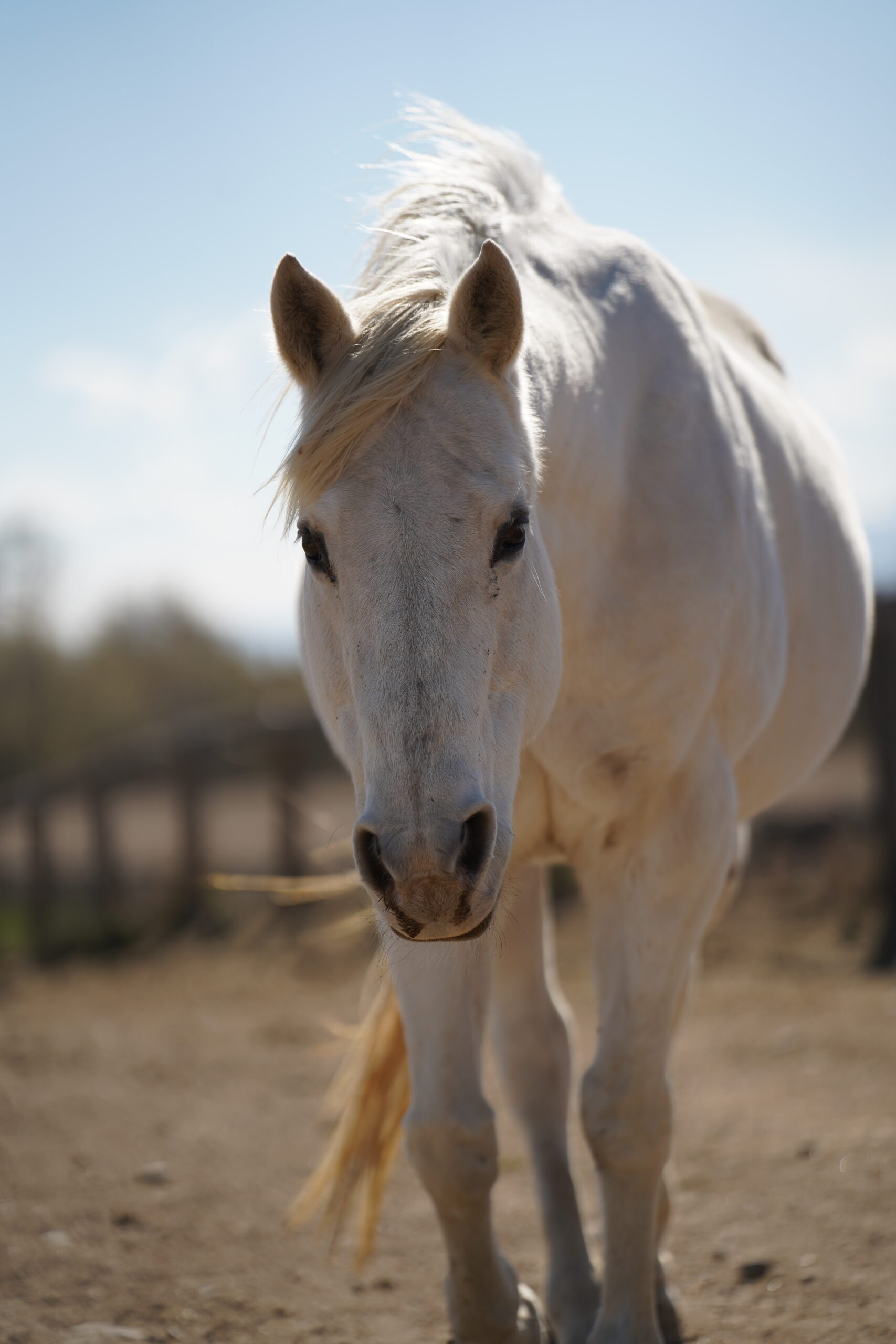 Callie, 23yo Quarter Horse mare, 14.2hh