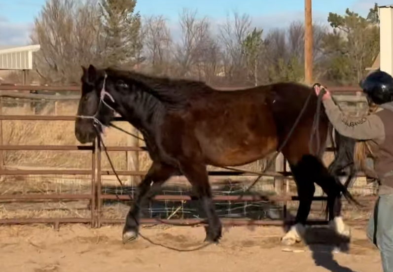 Moose, 5yo Mustang gelding, 15.0hh