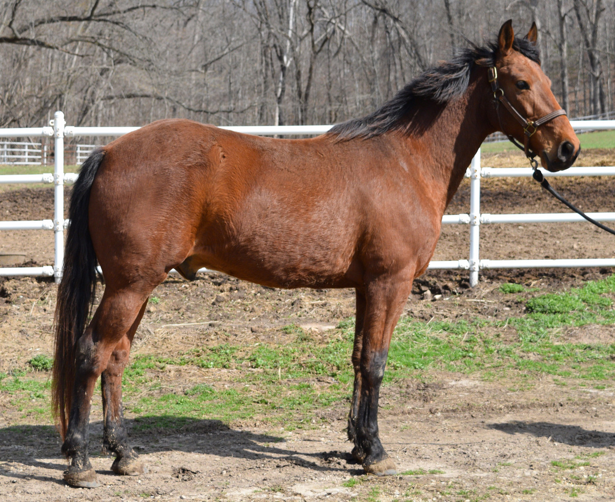 Malone, 7yo American Saddlebred gelding, 14.3hh