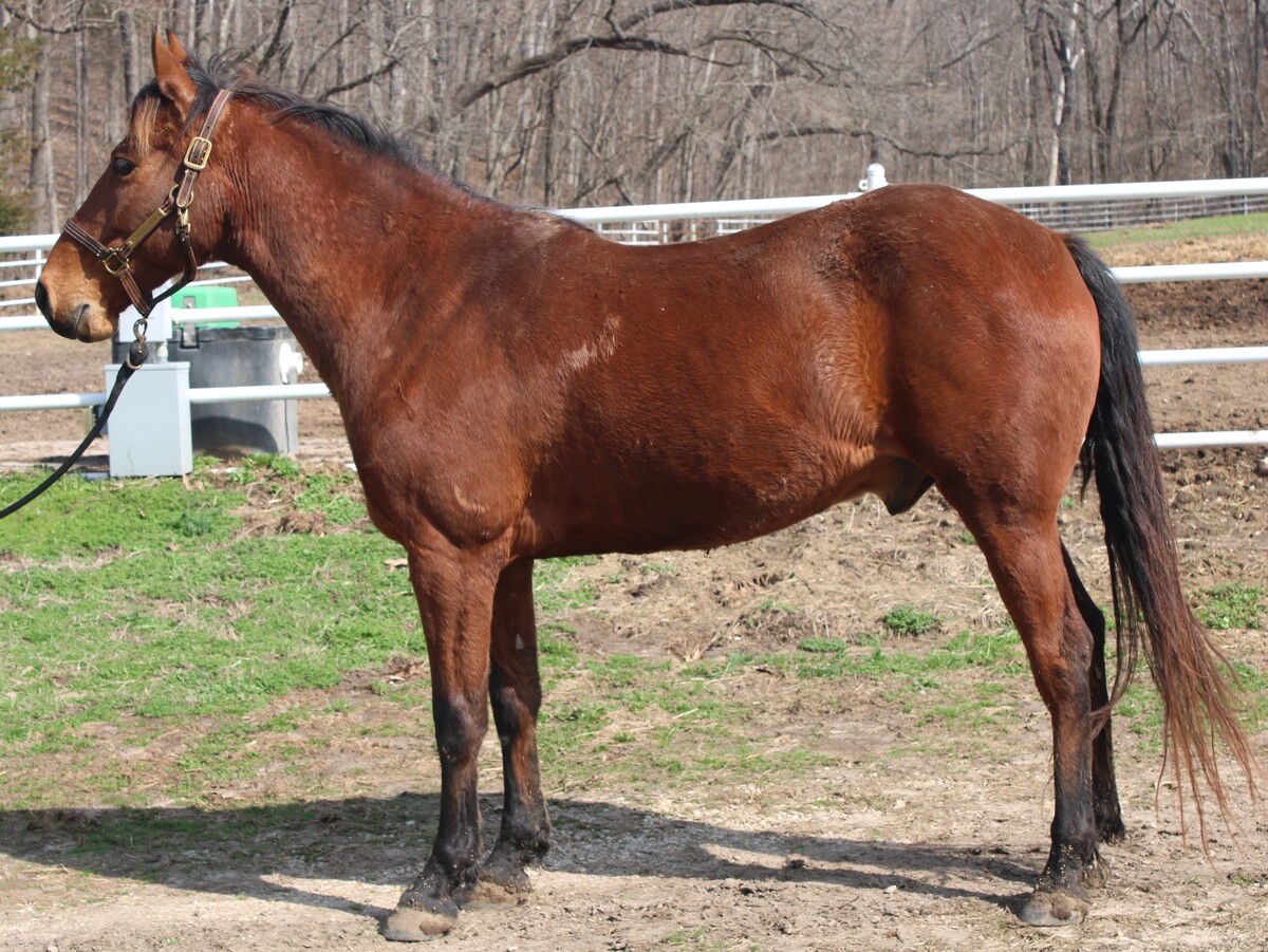 Malone, 7yo American Saddlebred gelding, 14.3hh