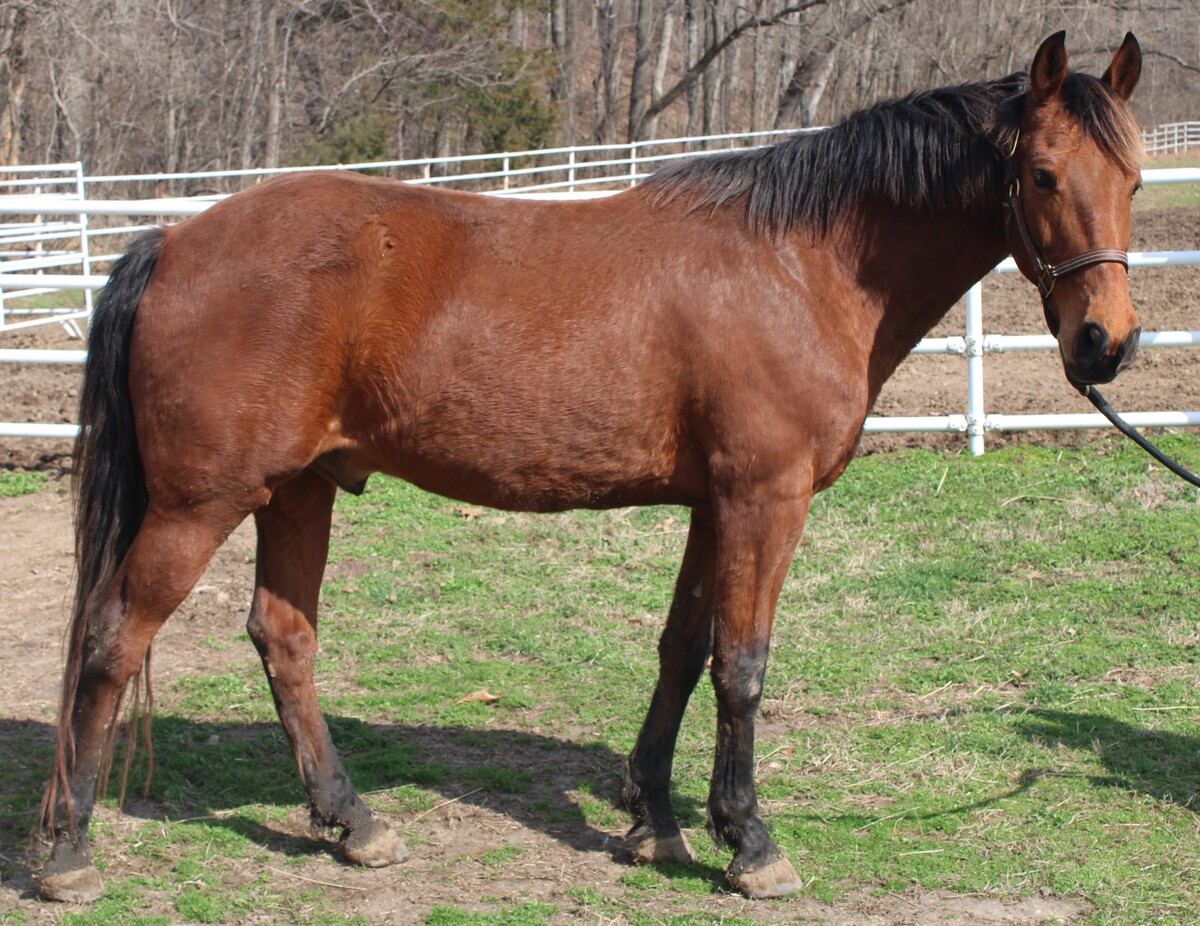 Malone, 7yo American Saddlebred gelding, 14.3hh