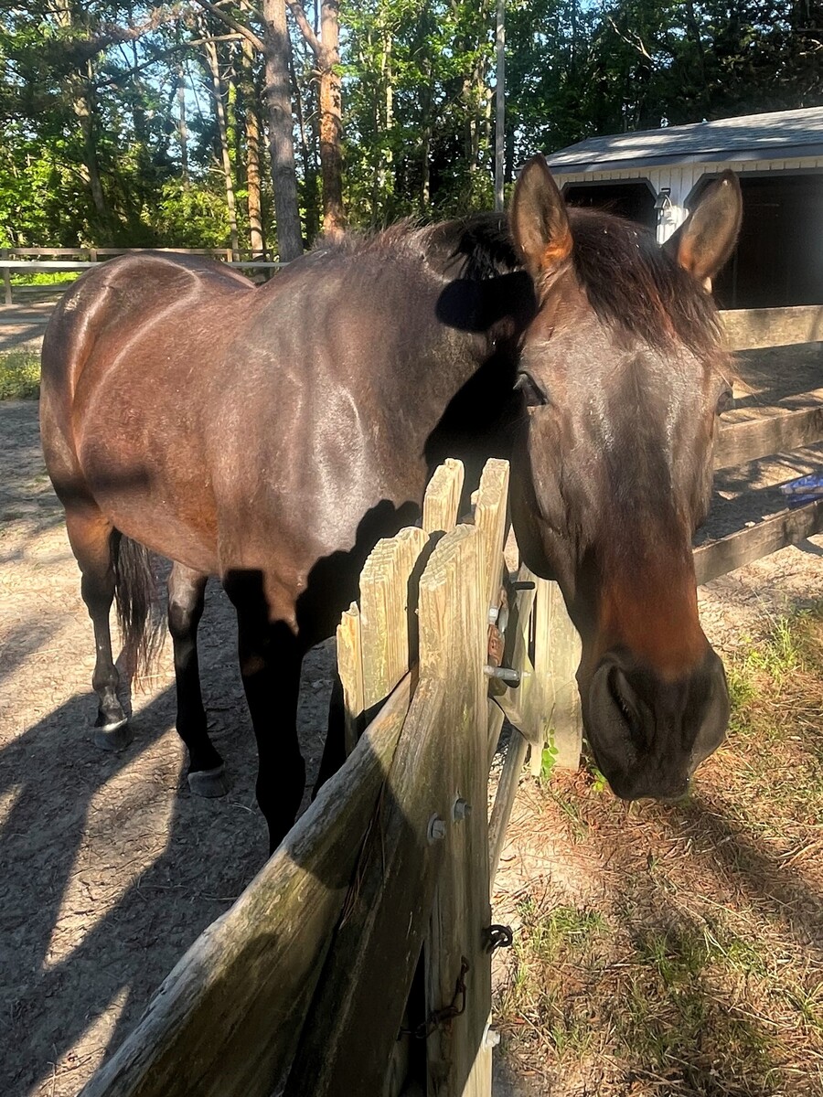 Aperitivo, 9yo Thoroughbred gelding, 16.0hh