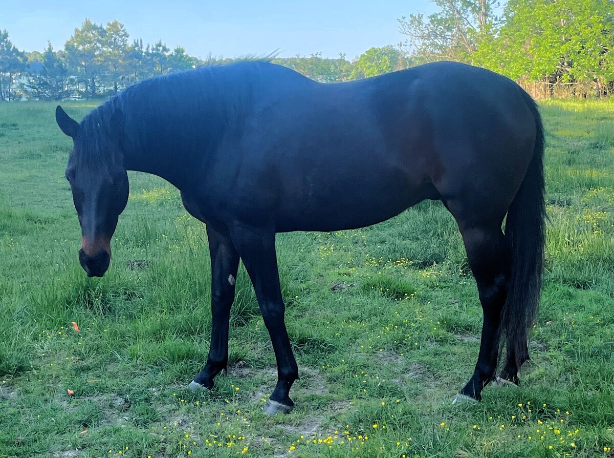 Aperitivo, 9yo Thoroughbred gelding, 16.0hh