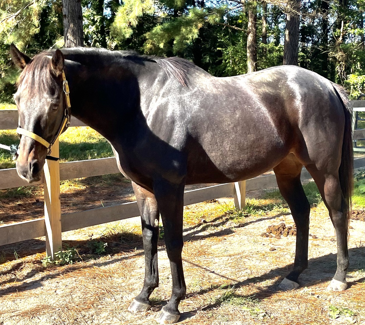 Aperitivo, 9yo Thoroughbred gelding, 16.0hh