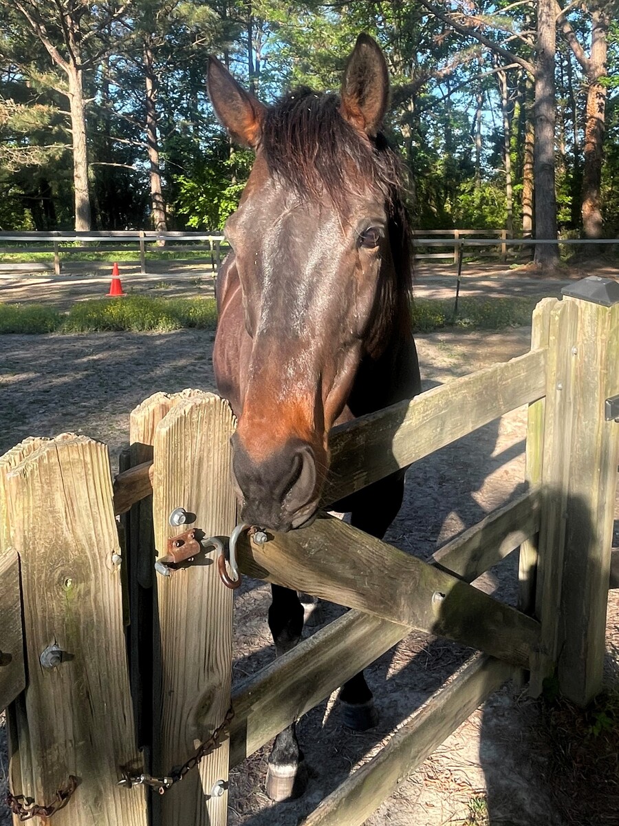 Aperitivo, 9yo Thoroughbred gelding, 16.0hh