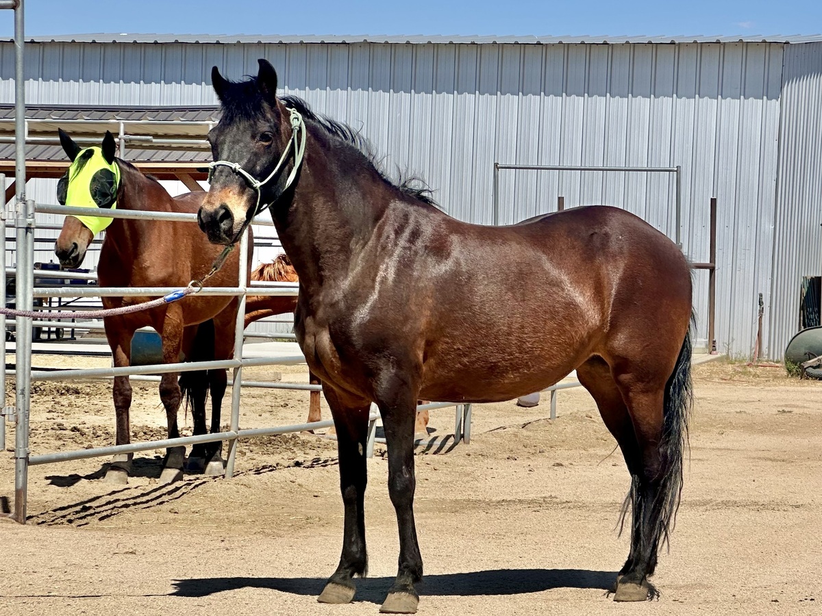 Dorothy, 18yo Paso Fino mare, 14.0hh