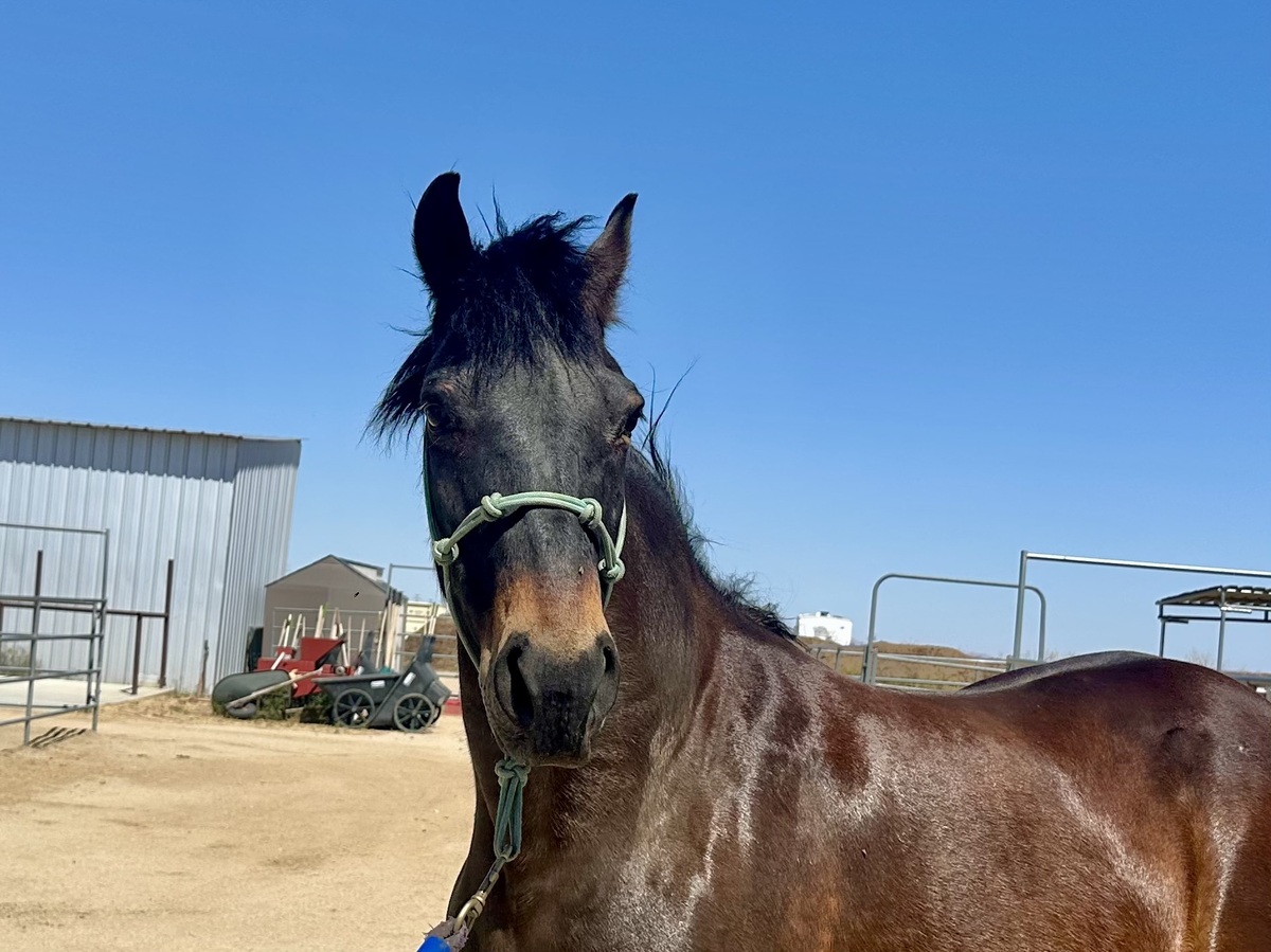 Dorothy, 18yo Paso Fino mare, 14.0hh