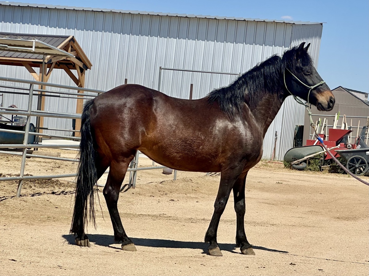 Dorothy, 18yo Paso Fino mare, 14.0hh