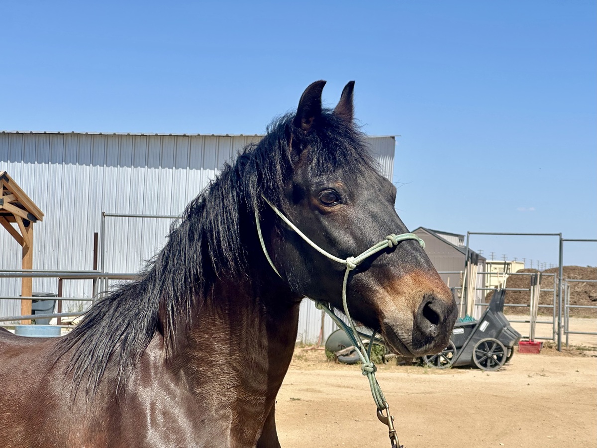 Dorothy, 18yo Paso Fino mare, 14.0hh