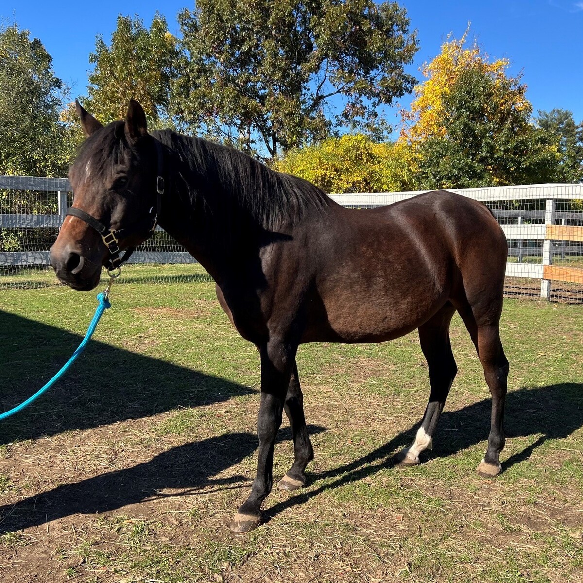 Bailiff, 23yo Arabian gelding, 15.0hh