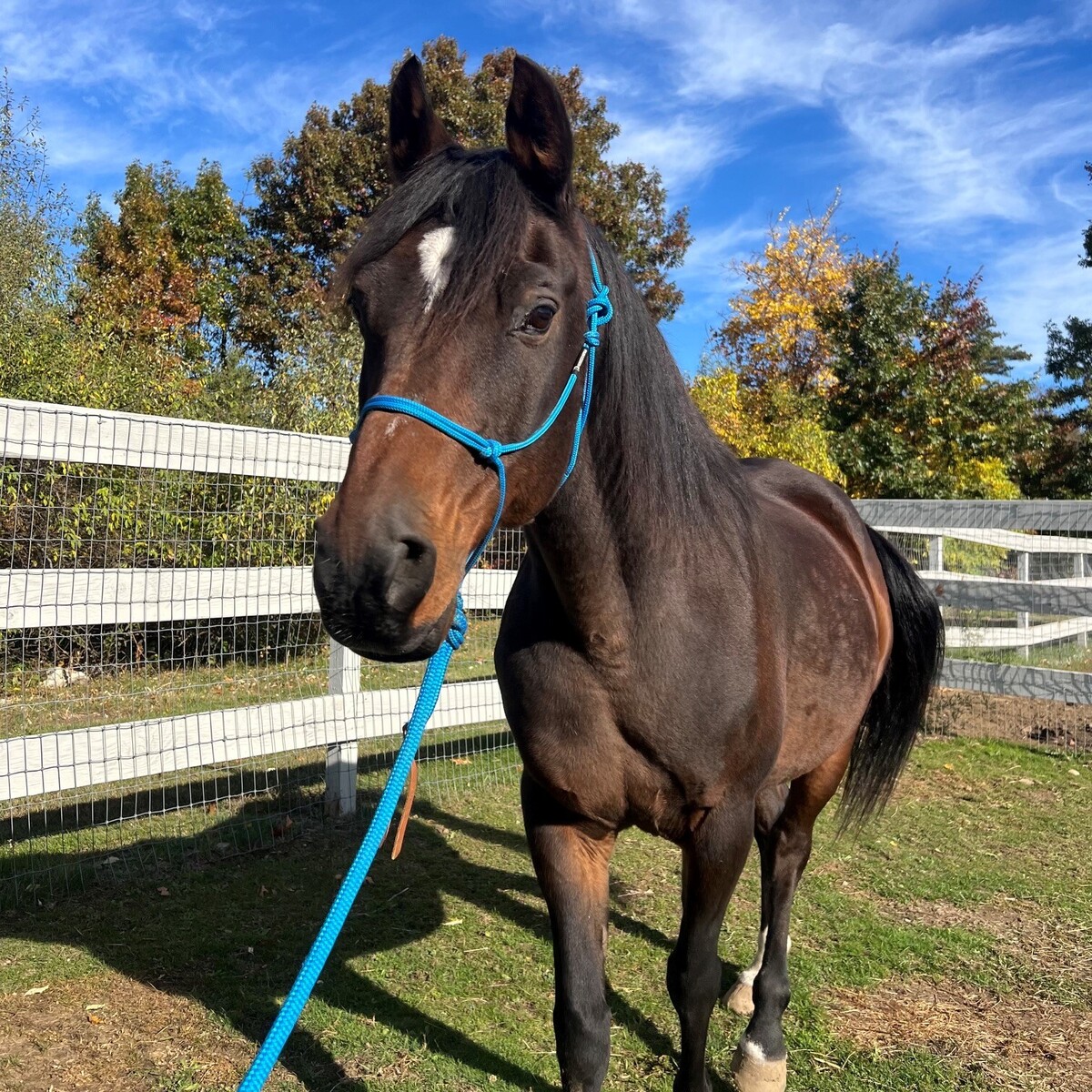 Bailiff, 23yo Arabian gelding, 15.0hh