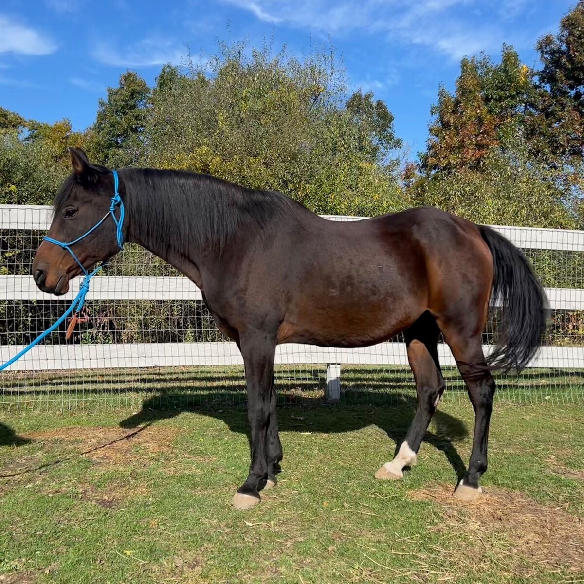 Bailiff, 23yo Arabian gelding, 15.0hh
