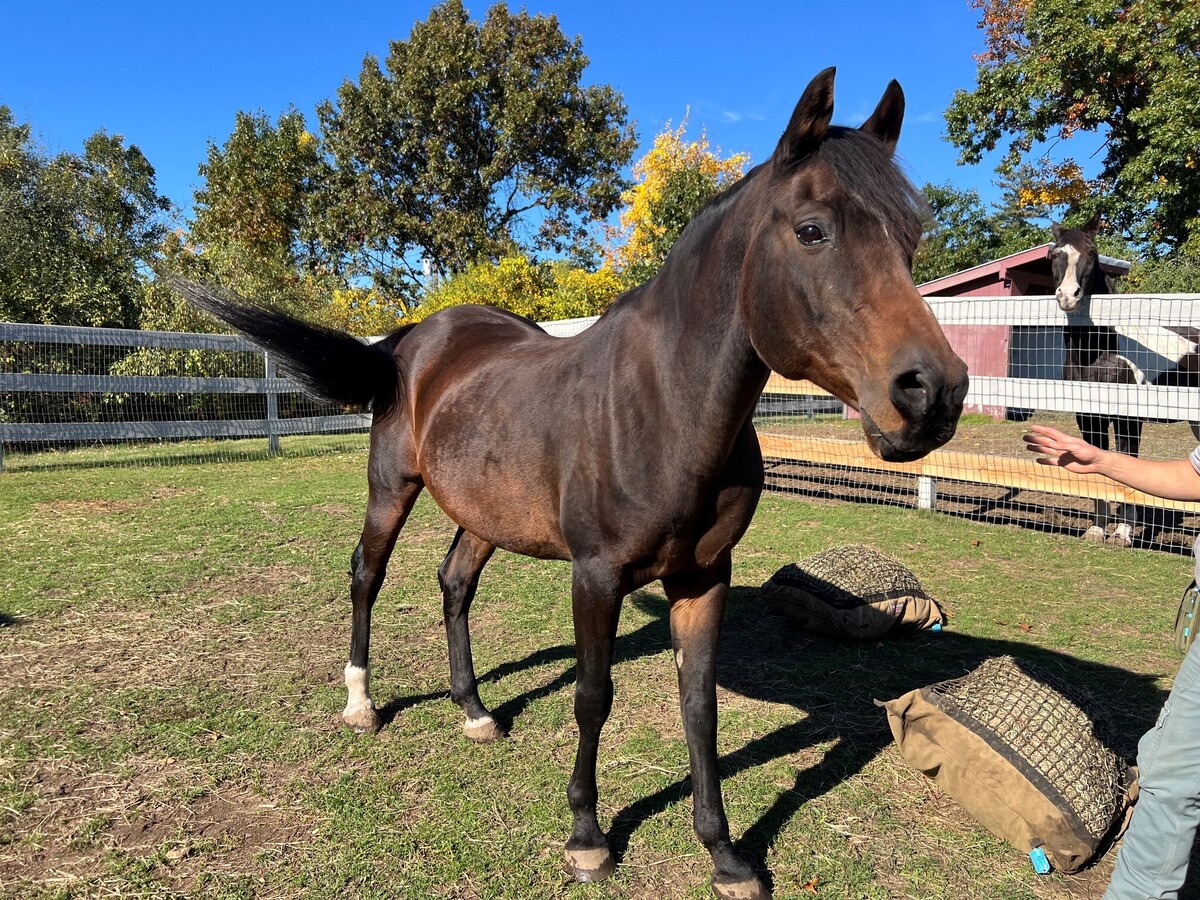 Bailiff, 23yo Arabian gelding, 15.0hh