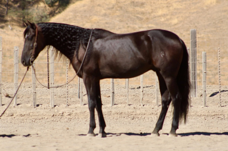 AVATAR, 9yo Friesian Sport Horse gelding, 16.0hh
