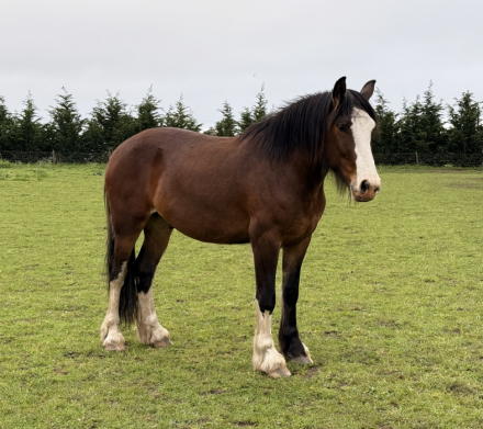 Francis, 3yo Clydesdale Hanoverian gelding, 15.3hh