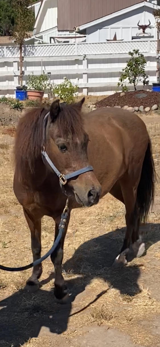 Little Prince, 25yo Shetland Pony gelding, 10hh