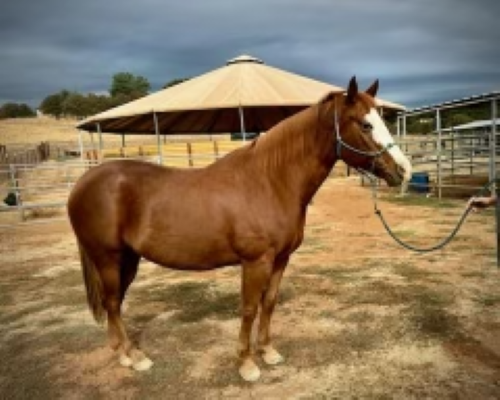 Rimes, Other mare, 14.1hh